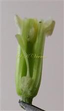  Pistil